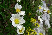 72 Camedrio alpino (Dryas octopetala)